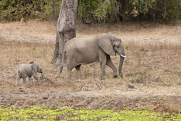 Image showing Elephant