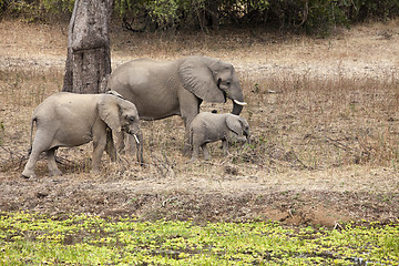 Image showing Elephant