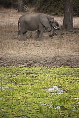 Image showing Elephant