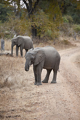 Image showing Elephant