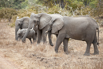 Image showing Elephant