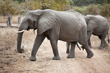 Image showing Elephant