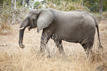 Image showing Elephant