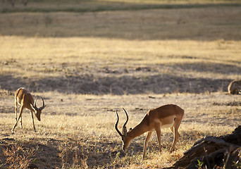 Image showing Gazelle