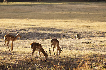 Image showing Gazelle