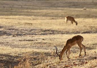 Image showing Gazelle