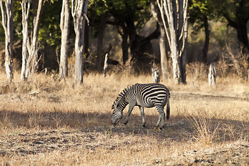 Image showing Zebra