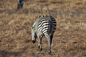 Image showing Zebra