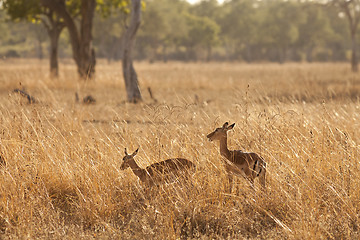 Image showing Gazelle