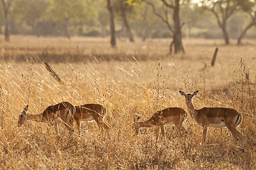 Image showing Gazelle