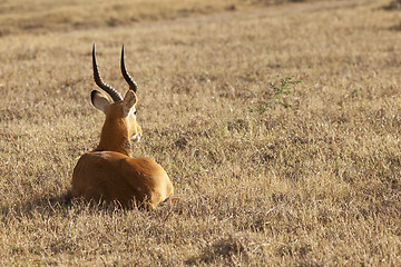 Image showing Gazelle