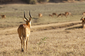 Image showing Gazelle