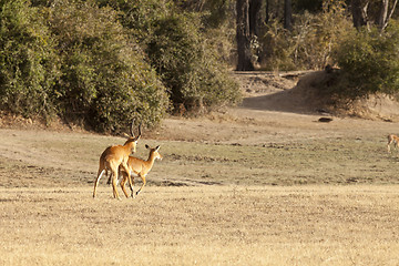 Image showing Gazelle