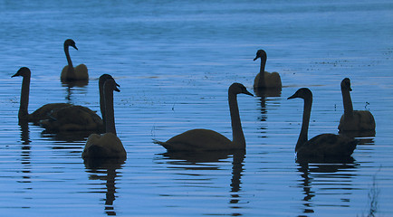 Image showing Swans