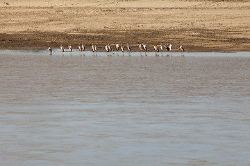 Image showing African birds