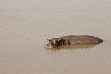 Image showing Hippo