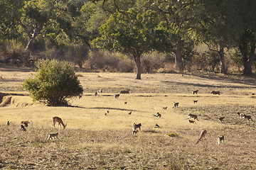 Image showing Baboon