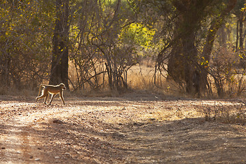 Image showing Baboon