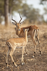 Image showing Gazelle