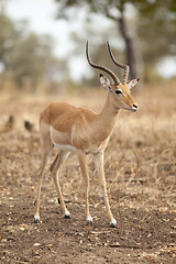 Image showing Gazelle