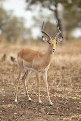 Image showing Gazelle