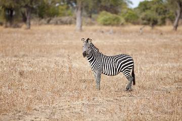 Image showing Zebra