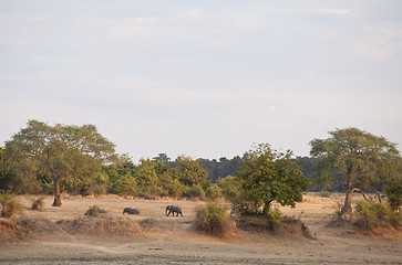 Image showing Elephant