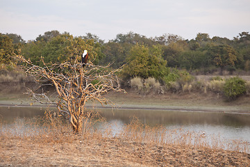 Image showing Fisheagle