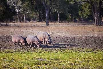 Image showing Hippo