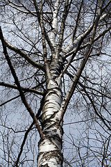 Image showing Birch