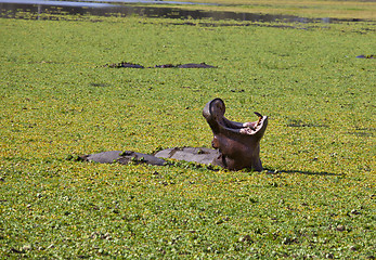 Image showing Hippo