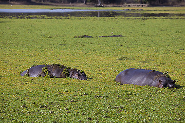 Image showing Hippo