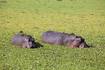 Image showing Hippo