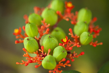 Image showing Tropical plant