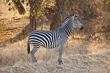 Image showing Zebra