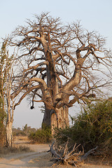 Image showing Baobab tree
