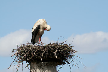 Image showing Stork in his nest