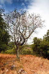 Image showing Barril valley.