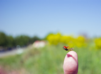 Image showing taking off the finger of Ladybird