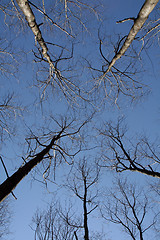 Image showing Trees and sky