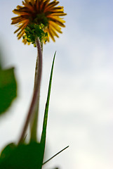 Image showing colored floral background