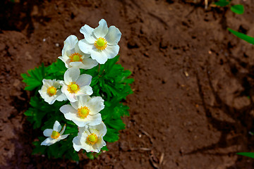 Image showing Daisies in the morning