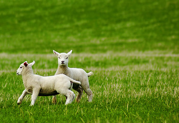 Image showing Spring lambs