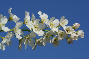 Image showing Blossoms