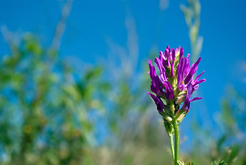 Image showing colored floral background