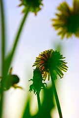 Image showing colored floral background