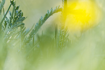 Image showing nature background with grass