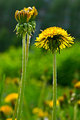 Image showing colored floral background