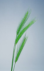Image showing Green wheat