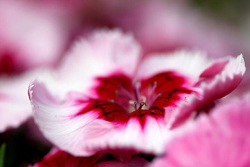 Image showing Dianthus Corona Cherry Magic